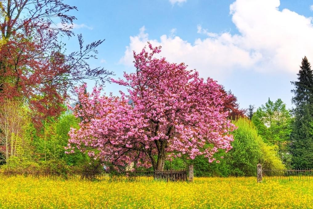 زخمی عشق